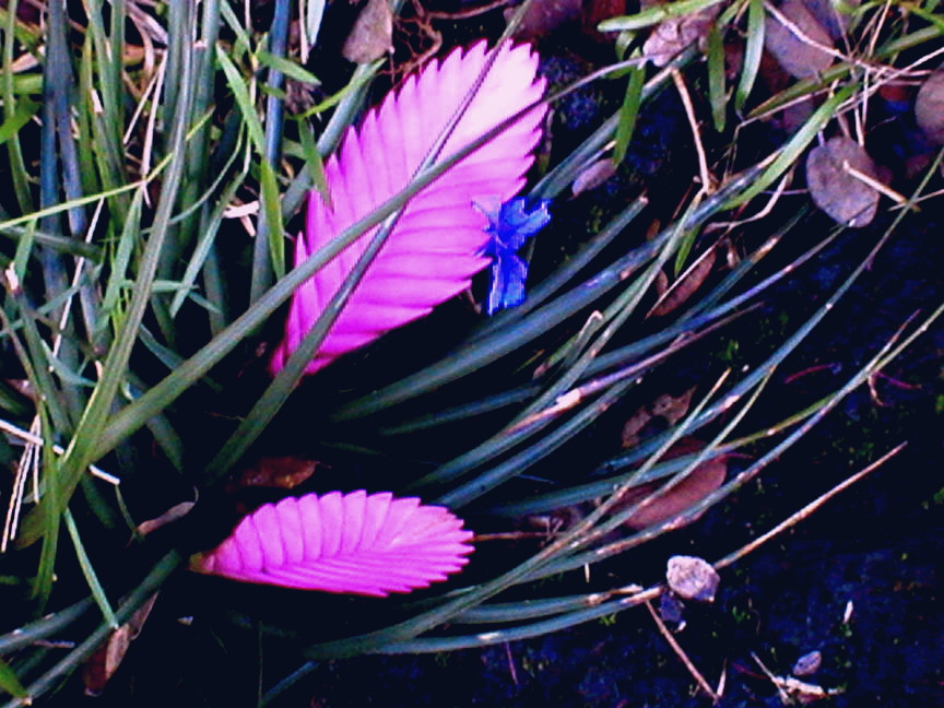 unrealbromeliad